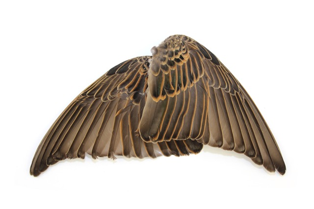 Paire d'ailes d'étourneau - Dutch Fly Design